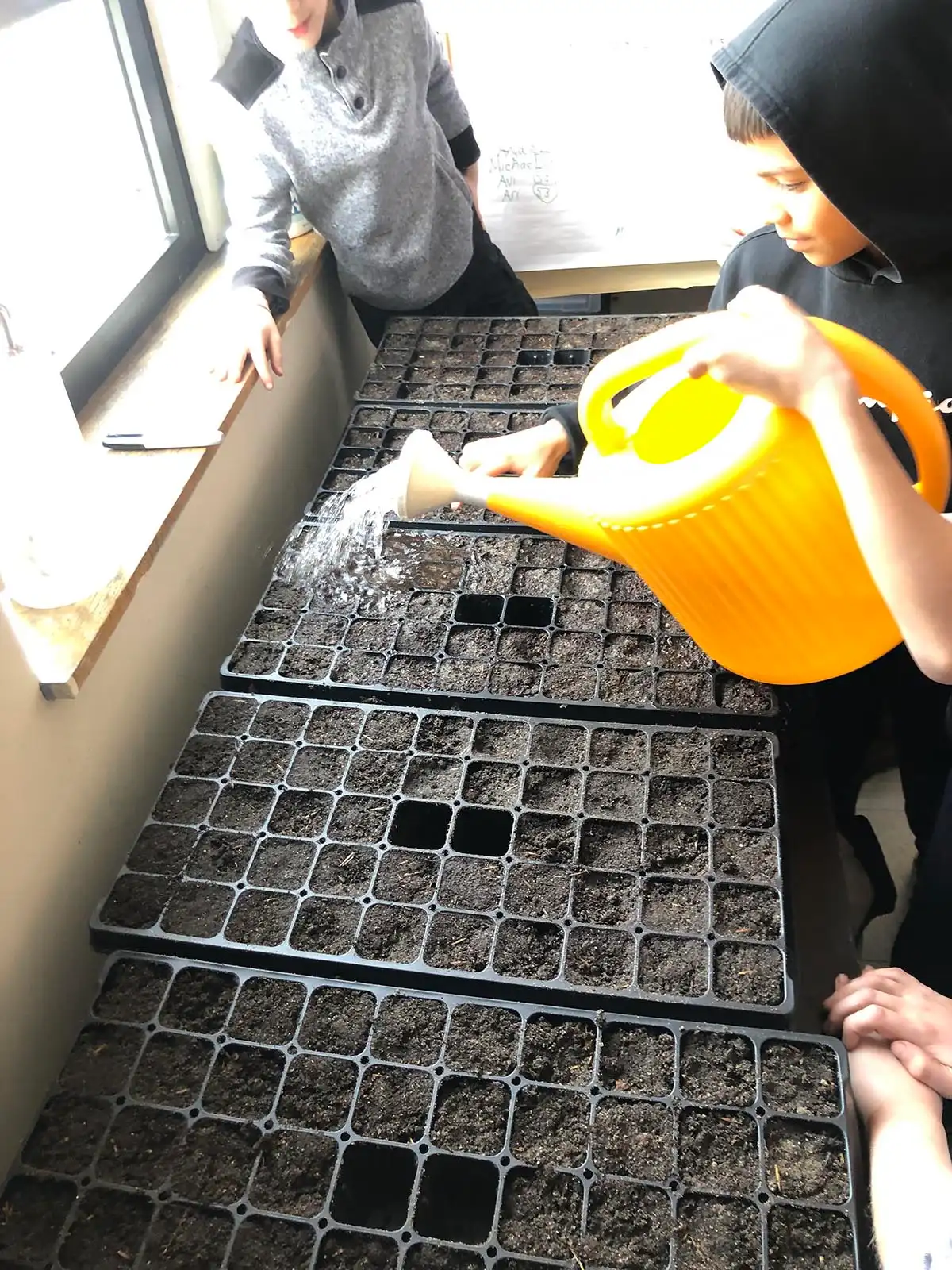 Students growing seagrass seeds and studying marsh ecosystems